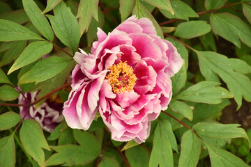 Pfingstrose rosa-weiß