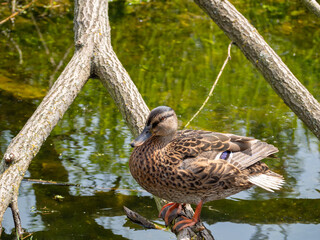 A wild duck sits on a snag in a pond. Close up.
