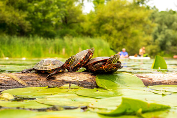 Three painted turles (Chrysemys picta) warming in the sun on a log in the Bird Sanctuary on the...