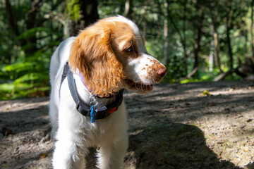 Apricot roan cockapoo puppy with white whiskers