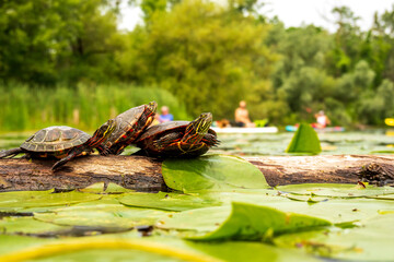 Three painted turles (Chrysemys picta) warming in the sun on a log in the Bird Sanctuary on the Toronto Islands	
