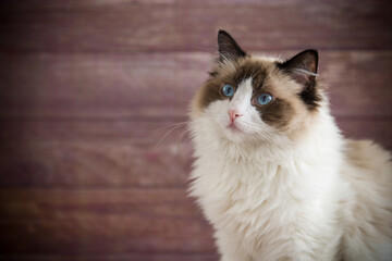 Young beautiful purebred Ragdoll cat at home