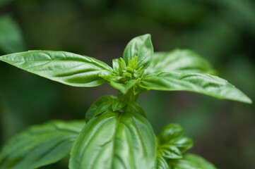 fresh basil leaves