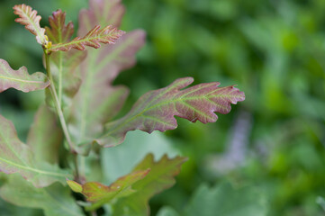 leaves of a young oak tree