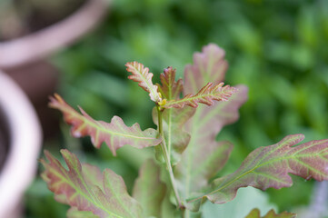 young oak tree leaves close up