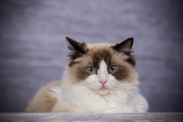 Fototapeta premium Young beautiful purebred Ragdoll cat at home