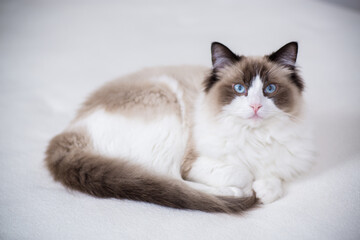 Young beautiful purebred Ragdoll cat at home