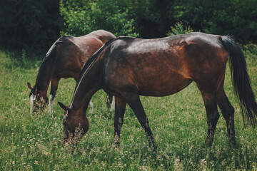 Naklejka na ściany i meble Beautiful horses grazing in the meadow. Summer meadow in a sunny day.