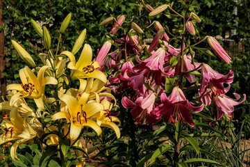 Obraz premium red and yellow tulips