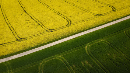 Rape and barley fields separated by a path with traces of agricultural processing from a bird's eye...