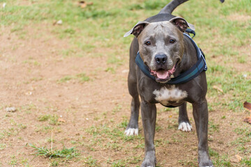 Pit bull dog playing in the park. The pitbull takes advantage of the sunny day to have fun. Dog place with green grass, and fence with wooden stakes. Selective focus.
