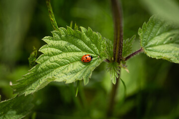 close up of a stinging nettle with a ladybug on a leaf