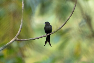 Black drongo perched on a long branch