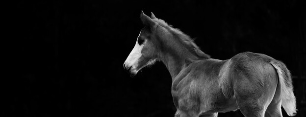 Fototapeta na wymiar Profile view of young foal horse isolated on black background with copy space.
