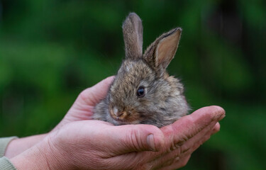 rabbit