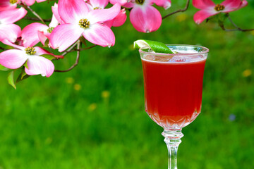 Brandy Coconut Roiboss cocktail with flowering Dogwood background