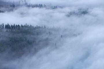 Obraz na płótnie Canvas Misty mountain forest covered by morning fog in the autumn season.