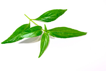 Obraz premium Andrographis paniculata plant on white background Thai herbs and Chinese herbs used to treat colds and can help fight COVID-19