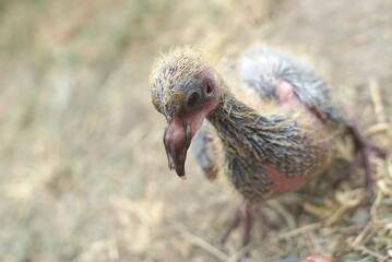 Animal. Image Of Newborn Bird
