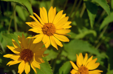 yellow flower in the garden