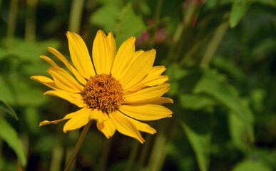 yellow flower in the garden