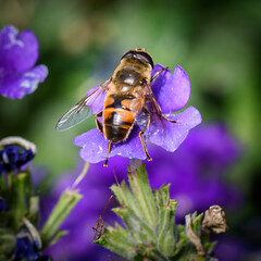 Honey bee