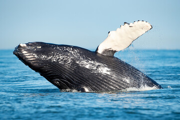 Mesmerizing view of Humpback whale breach jumping in the air