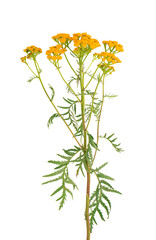 Tansy or Tanacetum vulgare flowers, isolated on white background. Medicinal herbal plant.