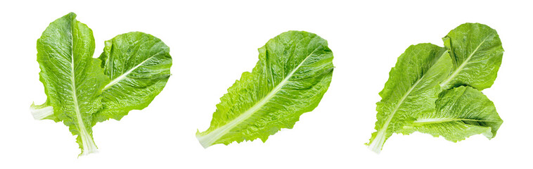 Top view of fresh raw green romaine lettuce leaves for salad set isolated on white background. - obrazy, fototapety, plakaty