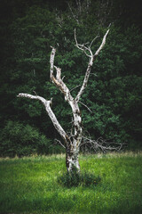 Abgestorbener Baum