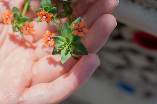 Hand holding beautiful anagallis arvensis flowers with leaves