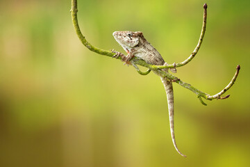 Anolis barbatus (western bearded anole) is a species of anole lizard from Western Cuba. The length of many lizards toes and limbs can often tell where specific lizards spend their time.