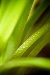 Close up of a plant