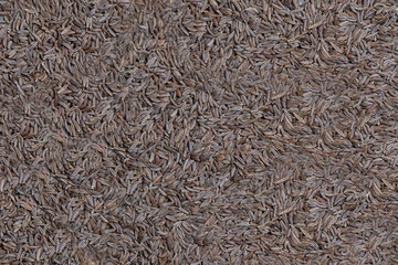 Background from dry cumin seeds. Close-up. Seasoning.
