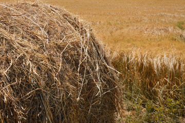 a bale of hay within a field