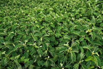 abstract backdrop or wet green leaves texture background, monsoon mood