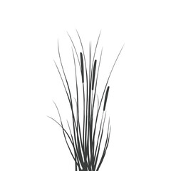 Illustration of black and white reeds.Cane silhouette on white background.