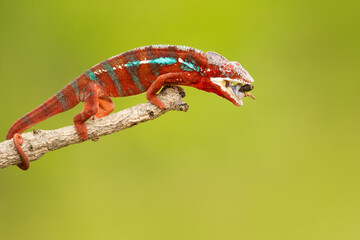 Panther chameleon (Furcifer pardalis) is a species of chameleon found in the eastern and northern parts of Madagascar in a tropical forest biome. Additionally, it has been introduced to Réunion
