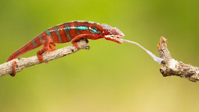 Panther chameleon (Furcifer pardalis) is a species of chameleon found in the eastern and northern parts of Madagascar in a tropical forest biome. Additionally, it has been introduced to R&eacute;union