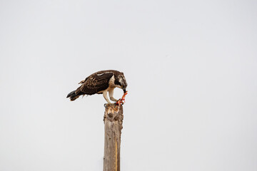 Western Osprey (Pandion haliaetus) feeding on fish on the fence.
