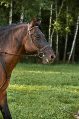 Fototapeta premium Portrait of a horse in a bridle on a sunny summer day.