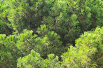Fluffy and green branches of southern pine with sunlight. There are cones on the branches. The...