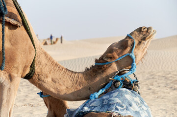Przejażdżka na wielbłądzie w skwarze pustynnego słońca. Dromader, baktrian, camel pozuje.