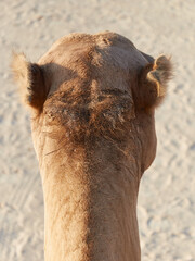 Przejażdżka na wielbłądzie w skwarze pustynnego słońca. Dromader, baktrian, camel pozuje.