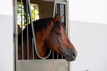 Fototapeta premium Adult stallion of franches montagnes horse leaning out the box