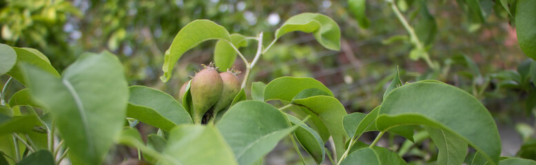 Closeup shot of fresh pears on the tree