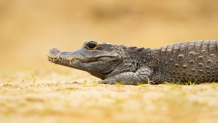 The dwarf crocodile (Osteolaemus tetraspis), also known as the African dwarf crocodile,...