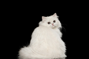 Furry British breed Cat White color with Blue eyes, Turn back on Isolated Black Background