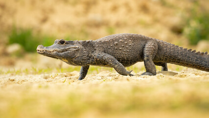 The dwarf crocodile (Osteolaemus tetraspis), also known as the African dwarf crocodile, broad-snouted crocodile (a name more often used for the Asian mugger crocodile) or bony crocodile