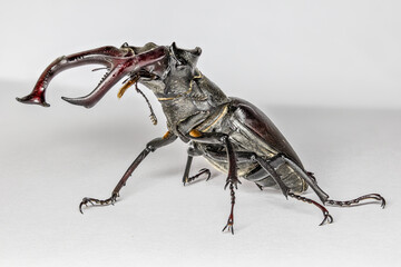 European stag beetle